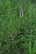 Orobanche crenata