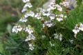 Euphrasia minima