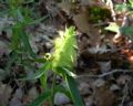 Melampyrum cristatum