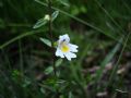 Euphrasia marchesettii