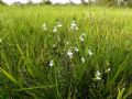 Euphrasia marchesettii