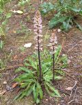 Orobanche picridis