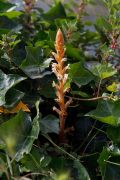 Orobanche hederae