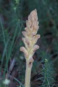 Orobanche caryophyllacea