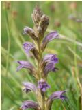 Orobanche purpurea