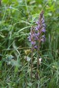 Orobanche purpurea