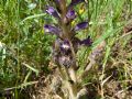 Orobanche lavandulacea