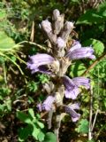 Orobanche purpurea