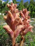 Orobanche caryophyllacea