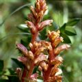 Orobanche hederae