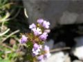 Euphrasia stricta