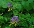 Melampyrum nemorosum