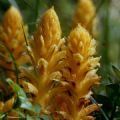 Orobanche lutea