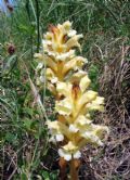 Orobanche lutea