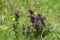 Bartsia alpina