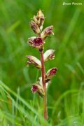 Orobanche gracilis