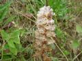 Orobanche crenata