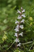 Orobanche crenata