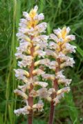 Orobanche picridis