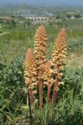 Orobanche amethystea