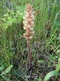 Orobanche amethystea