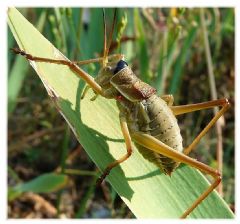 Bradyporidae