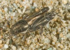 Tridactylidae