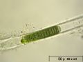 Lyngbya sp.