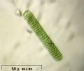 Oscillatoria sp.