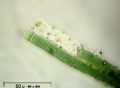 Lyngbia sp.
