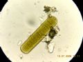 Oscillatoria sp.