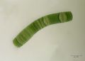 Oscillatoria sp.