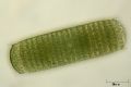 Oscillatoria princeps