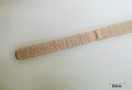 Oscillatoria sp.