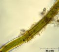 Lyngbya sp.