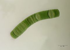 Oscillatoriaceae