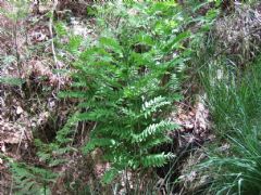 Osmundaceae