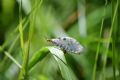 Osmylus fulvicephalus