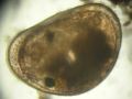 Ostracoda