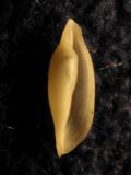 Simnia nicaeensis