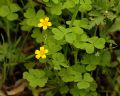 Oxalis dillenii