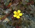 Oxalis corniculata