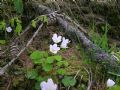 Oxalis acetosella