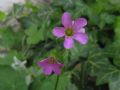 Oxalis debilis