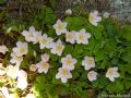 Oxalis acetosella