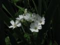 Oxalis articulata