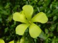 Oxalis pes-caprae