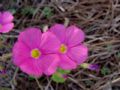 Oxalis purpurata