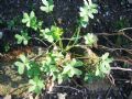 Oxalis pes-caprae