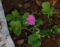 Oxalis purpurata